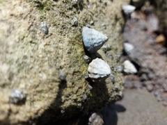Bembicium auratum