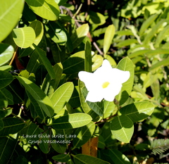Rhabdadenia biflora