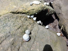 Bembicium auratum