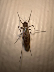 Culiseta inornata
