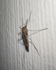 Culiseta inornata