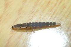 Pyrocoelia praetexta