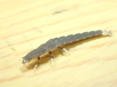 Pyrocoelia praetexta