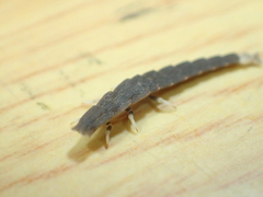 Pyrocoelia praetexta