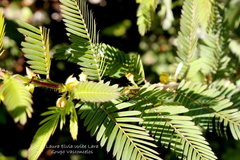 Chamaecrista nictitans