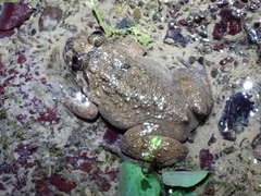 Limnonectes fujianensis