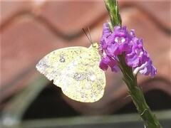 Phoebis philea