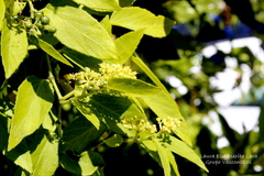 Cissus verticillata