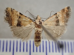 Pseudozarba orthopetes