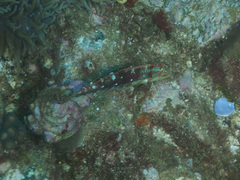 Halichoeres nebulosus