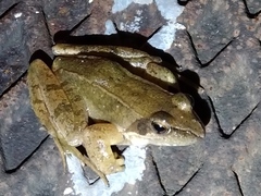 Rana longicrus