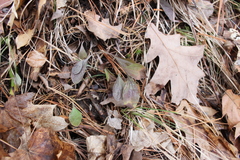 Antennaria plantaginifolia