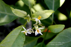 Solanum donianum
