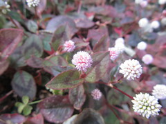 Persicaria capitata