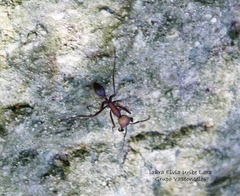 Eciton burchellii parvispinum