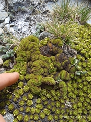 Hectorella caespitosa