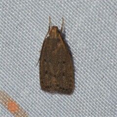 Autosticha kyotensis