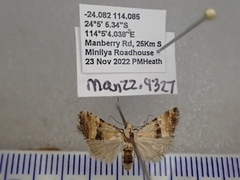 Pseudozarba orthopetes