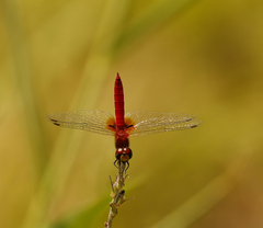 Aethriamanta nymphaeae