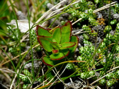Epilobium vernicosum