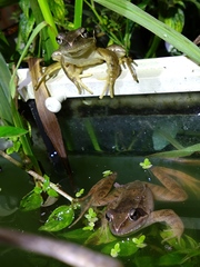 Rana longicrus