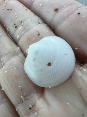 Divalinga quadrisulcata