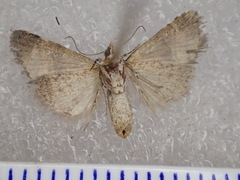 Pseudozarba orthopetes