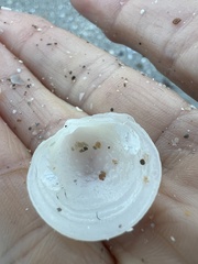 Divalinga quadrisulcata