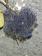 Rana longicrus