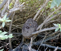 Brachygastra mellifica