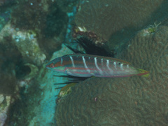 Coris dorsomacula