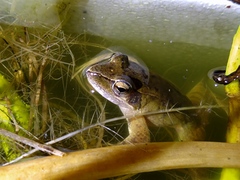 Rana longicrus
