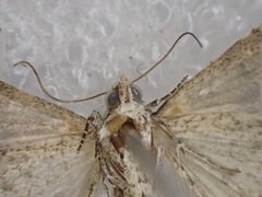 Pseudozarba orthopetes