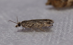 Holocola thalassinana