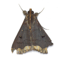 Rejectaria cocytalis