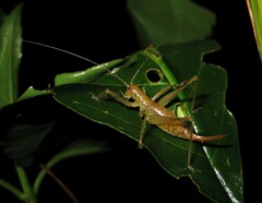 Listroscelidinae