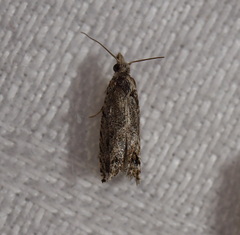 Holocola thalassinana