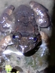 Limnonectes fujianensis