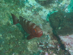 Heteropriacanthus carolinus