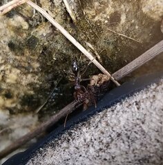 Odontomachus ruginodis