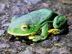 Zhangixalus taipeianus