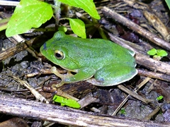 Zhangixalus taipeianus