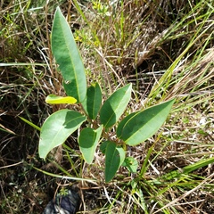 Annona glabra