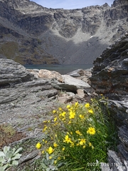 Dolichoglottis lyallii