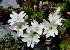 Epilobium vernicosum