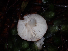 Russula roseopileata