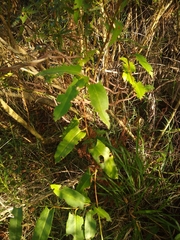 Muehlenbeckia sagittifolia