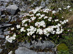 Epilobium vernicosum