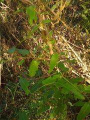 Muehlenbeckia sagittifolia