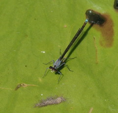 Austrocnemis splendida